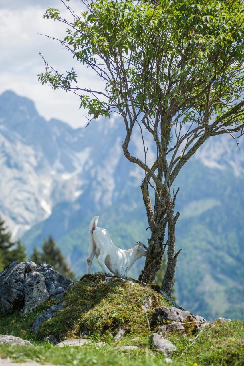 Ritzau Alm Hotel Ebbs Luaran gambar